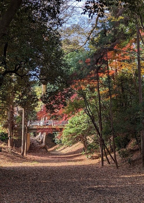Herbstlaub am Kita-in im Dezember