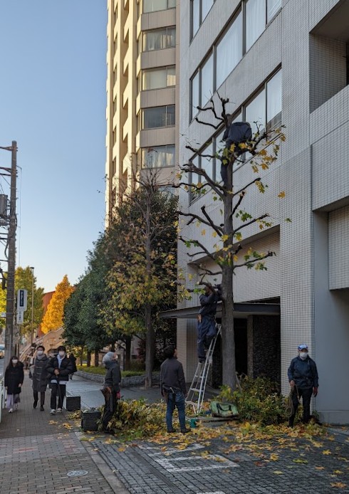 Baumschnitt in Tokio, Gärtner ohne Leiter im Baum
