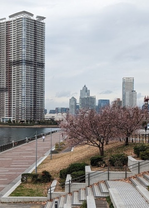 Blühender Kirschbaum im Dezember in Toyosu