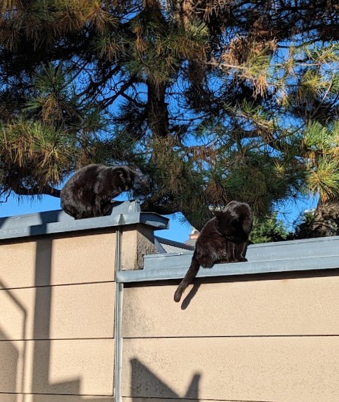 Katzen in einer Wohngegend in Tokio